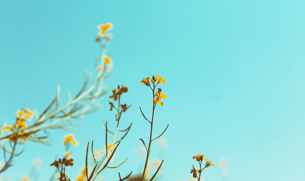 Post Yellow Flowers